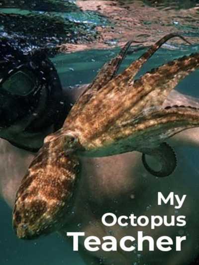 دانلود فیلم My Octopus Teacher 2020 معلم اختاپوس من